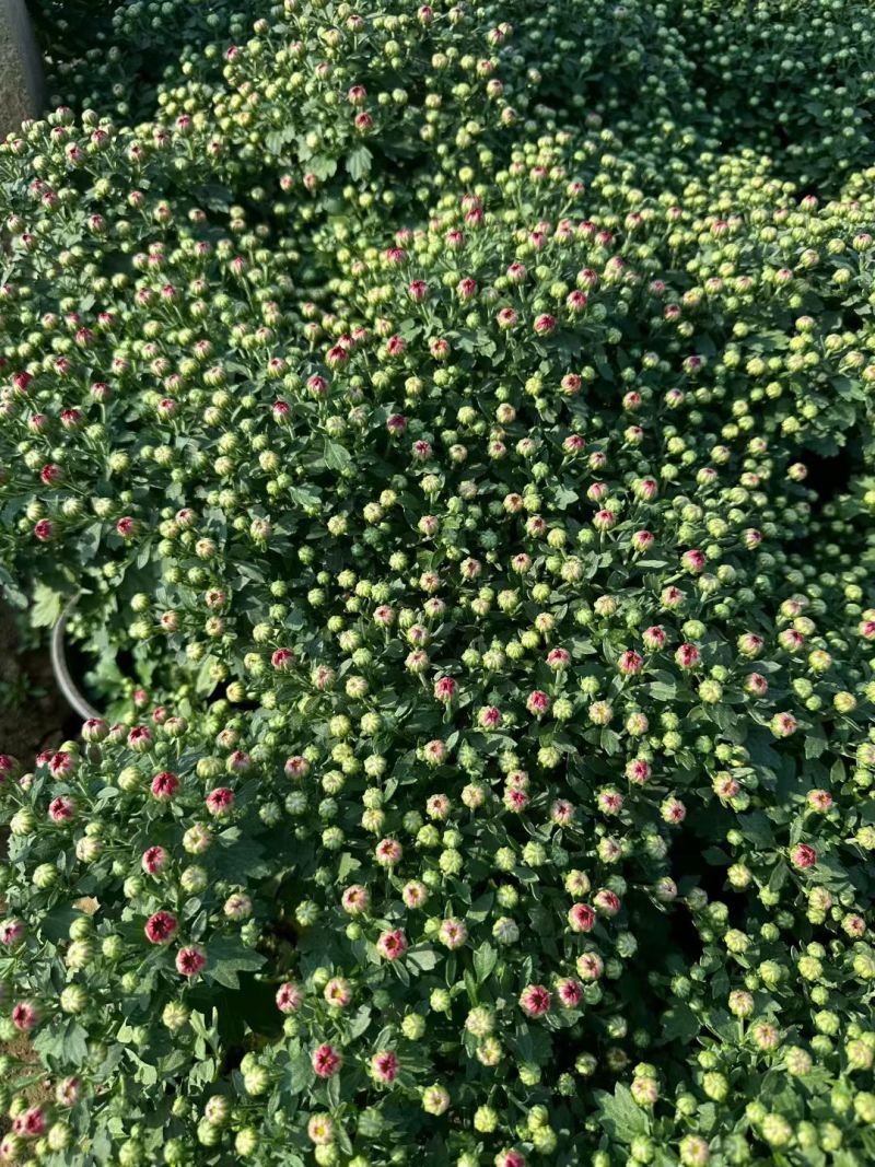 菊花，球菊，国庆菊，千头菊，大菊花，金丝菊都