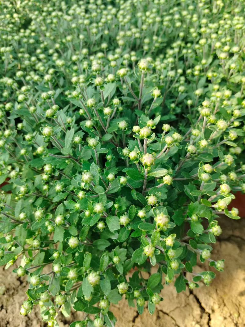 菊花，球菊，国庆菊，千头菊，大菊花，金丝菊都