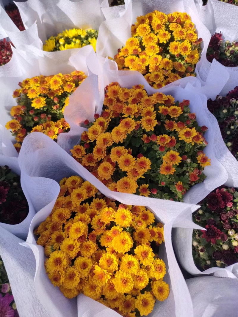 菊花，球菊，国庆菊，千头菊，大菊花，金丝菊都