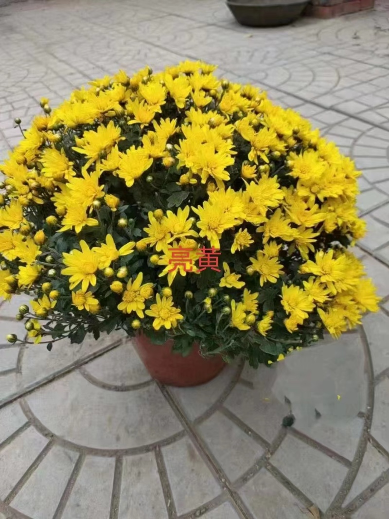 菊花，球菊，国庆菊，千头菊，大菊花，金丝菊都