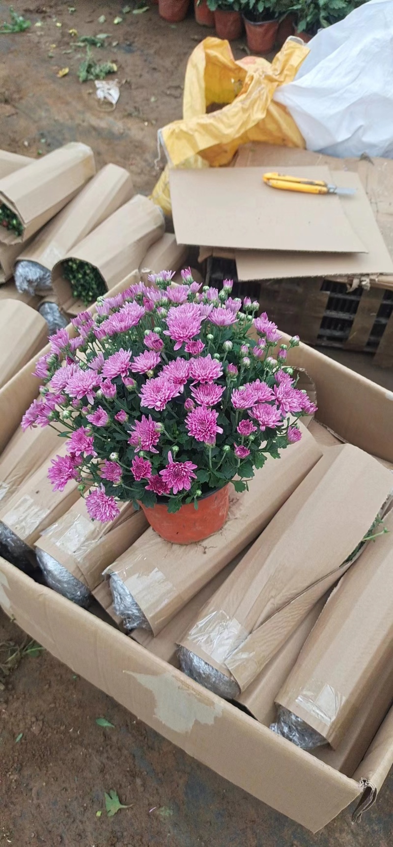 菊花，球菊，国庆菊，千头菊，大菊花，金丝菊都