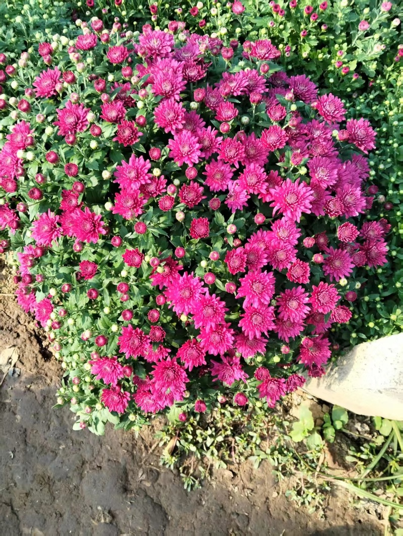 菊花，球菊，国庆菊，千头菊，大菊花，金丝菊都