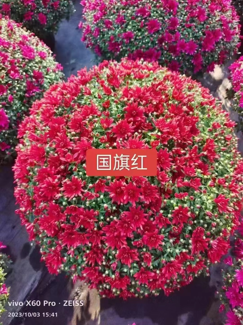 菊花，球菊，国庆菊，千头菊，大菊花，金丝菊都
