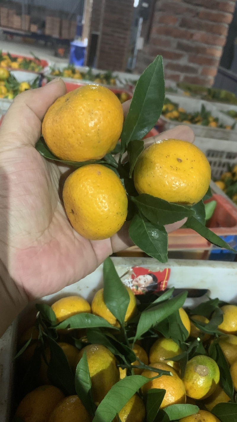 广西八月桔子，早沙糖桔，代办代办打腊包装，货源足