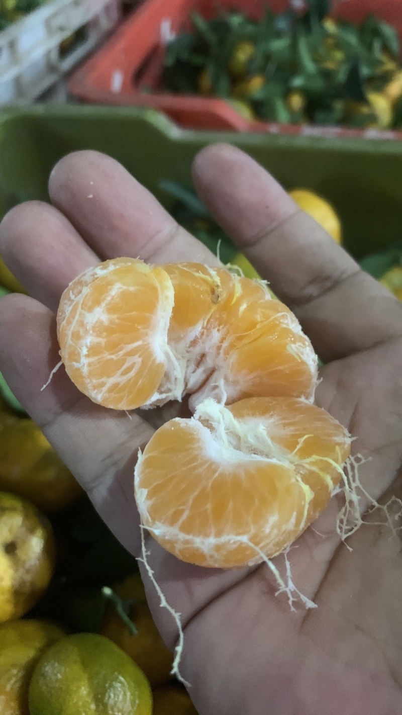 广西八月桔子，早沙糖桔，代办代办打腊包装，货源足