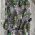 390元100只，好口感鲜食海参。海参界的天花板