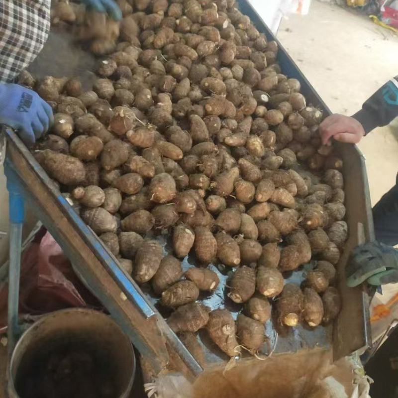毛芋头豆包8520牛奶芋头*按需分选*常年大量供应