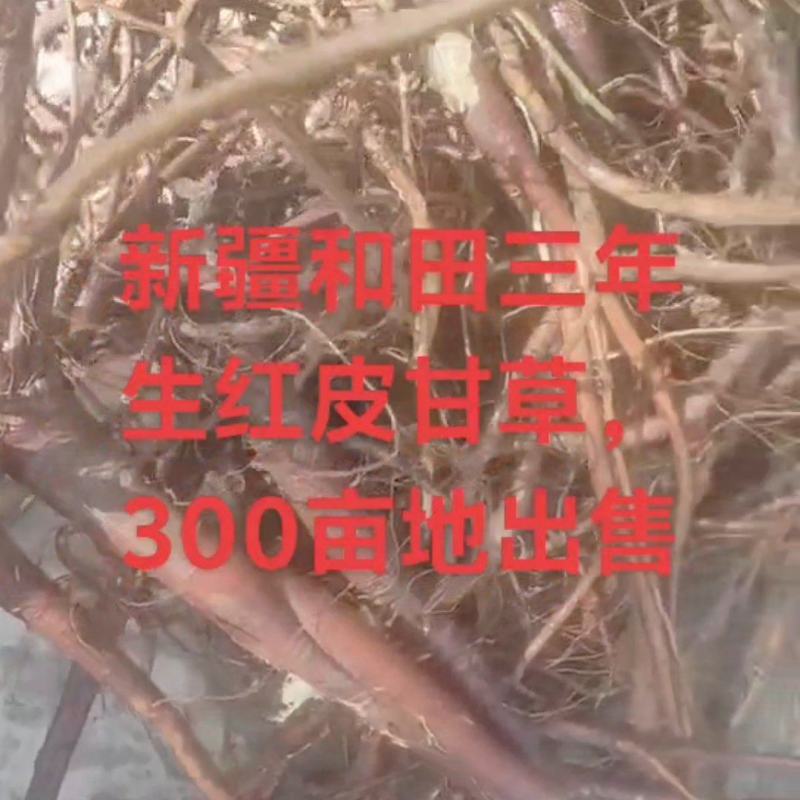 三年红皮甘草
