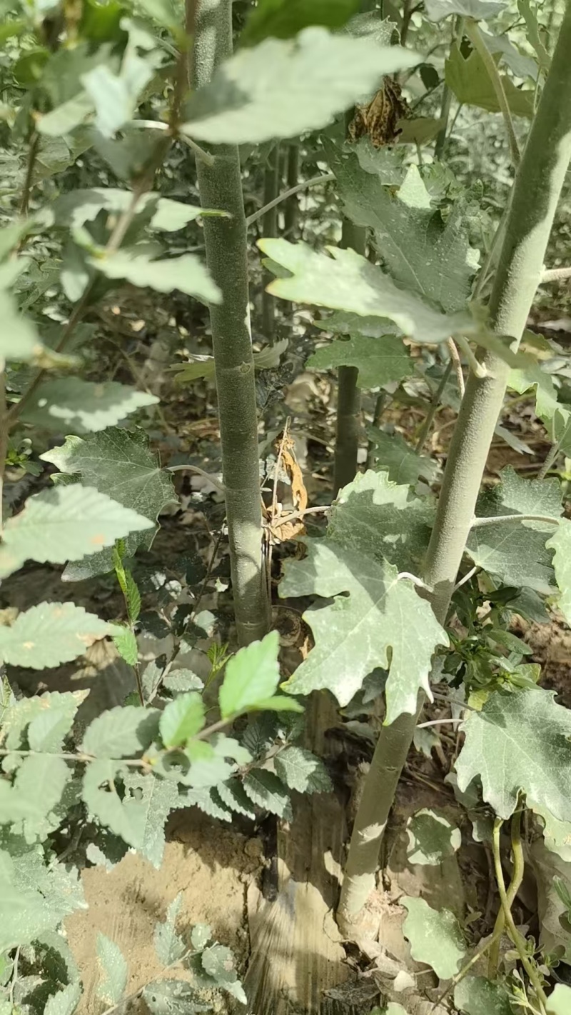 出售新疆杨，胡杨，红柳，榆树苗，沙枣，梭梭，密胡杨等