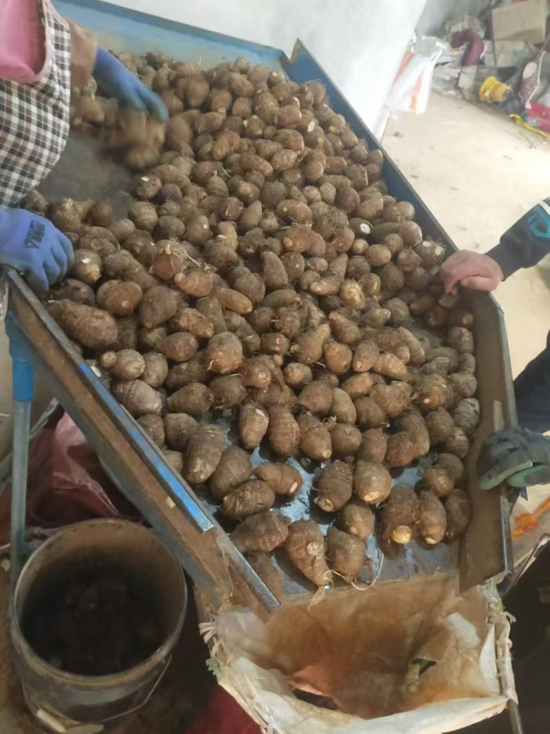 毛芋头豆包8520牛奶芋头*按需分选*常年大量供应