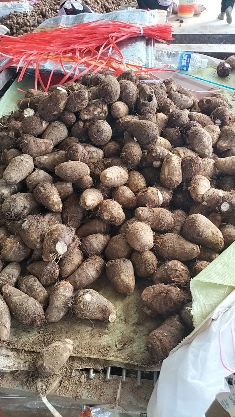 毛芋头豆包8520牛奶芋头*按需分选*常年大量供应