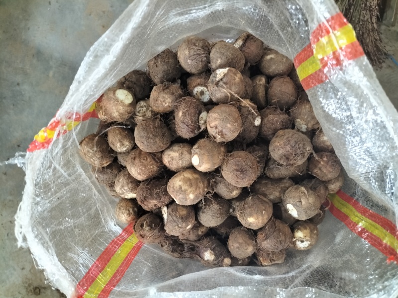 毛芋头豆包8520牛奶芋头*按需分选*常年大量供应