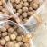 毛芋头豆包8520牛奶芋头*按需分选*常年大量供应