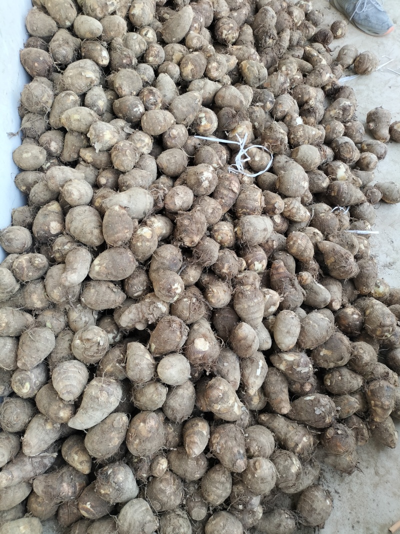 毛芋头豆包8520牛奶芋头*按需分选*常年大量供应