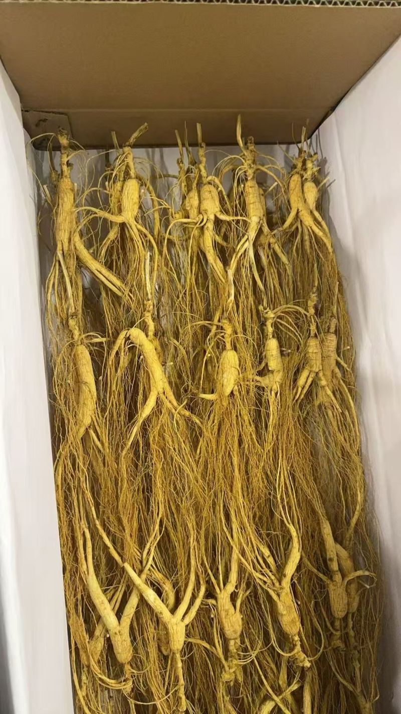 林下山参产地直销，品质可保，质量**，欢迎砸单！