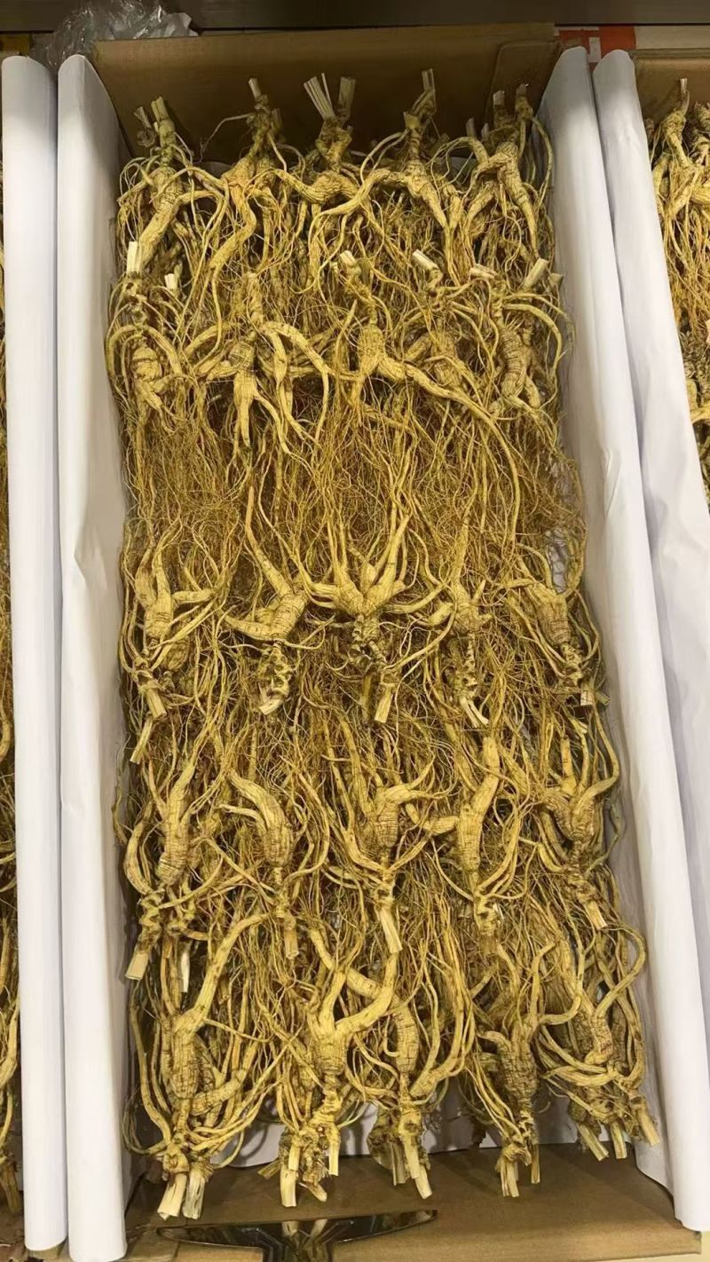 林下山参产地直销，品质可保，质量**，欢迎砸单！