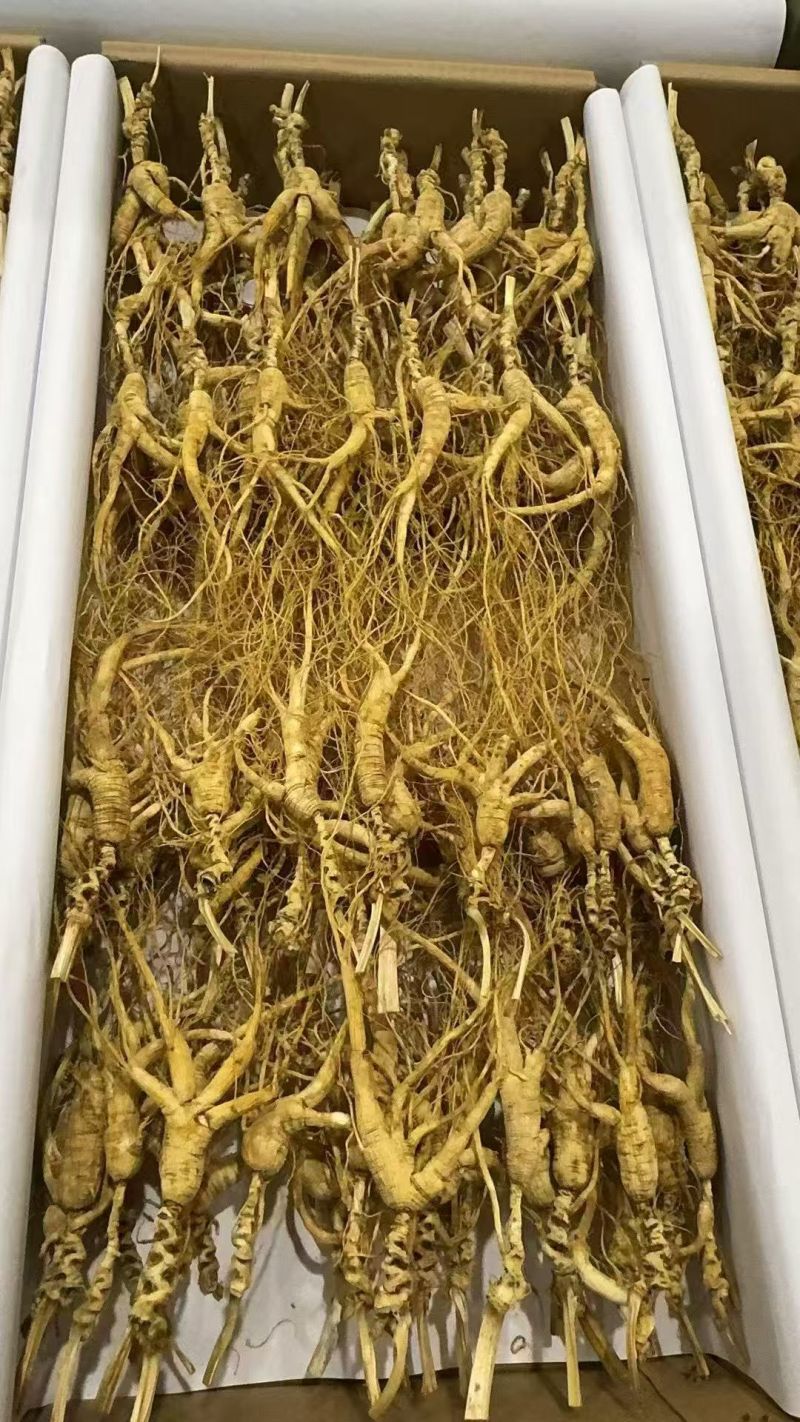林下山参产地直销，品质可保，质量**，欢迎砸单！