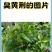 臭黄荆叶树根块