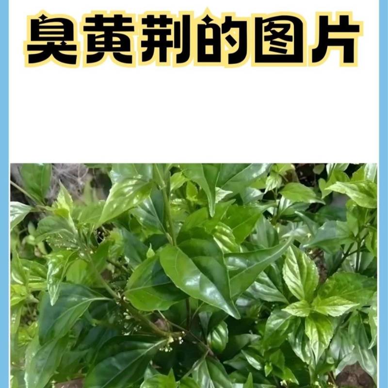 臭黄荆叶树根块