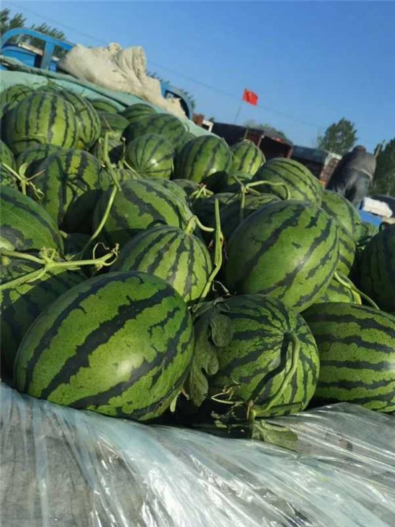 云南精品美都西瓜产地货源充足包熟包甜全国发货欢迎电话联系