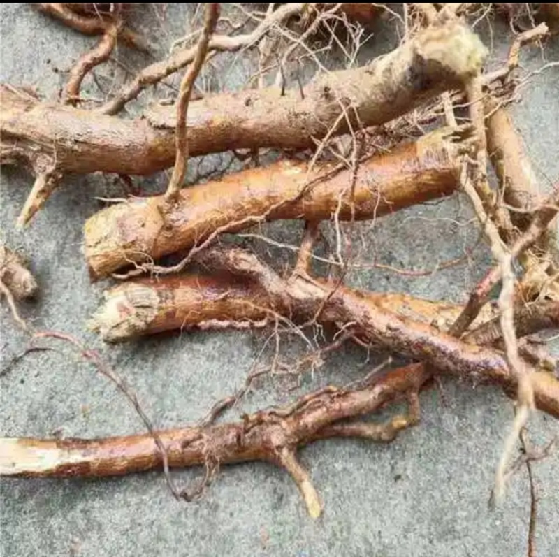 臭黄荆叶树根块