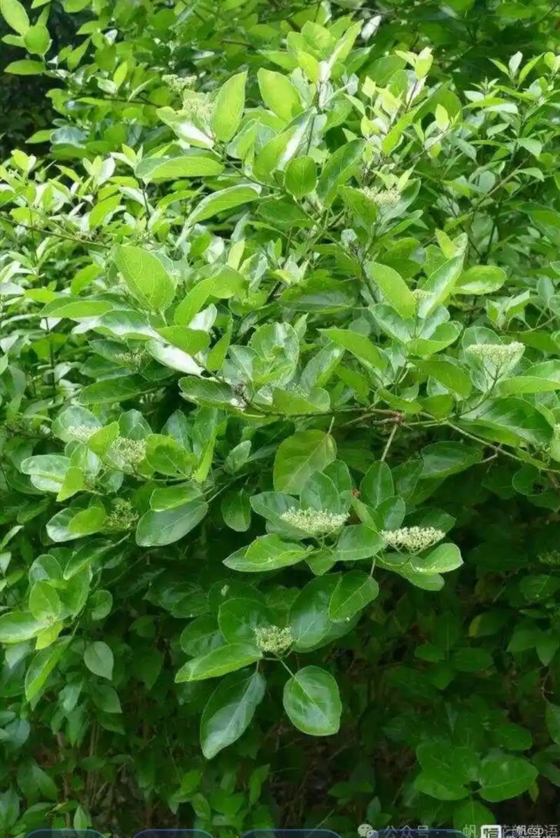 臭黄荆叶树根块