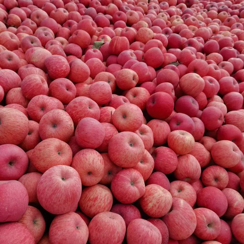 『畅销』陕西纸袋红富士苹果基地直发保质保量一条龙服务