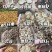 云南丽江各类野生中药材