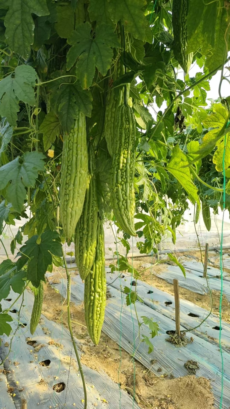 大棚601苦瓜《早熟，瓜多，抗性好》