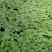 大棚601苦瓜《早熟，瓜多，抗性好》