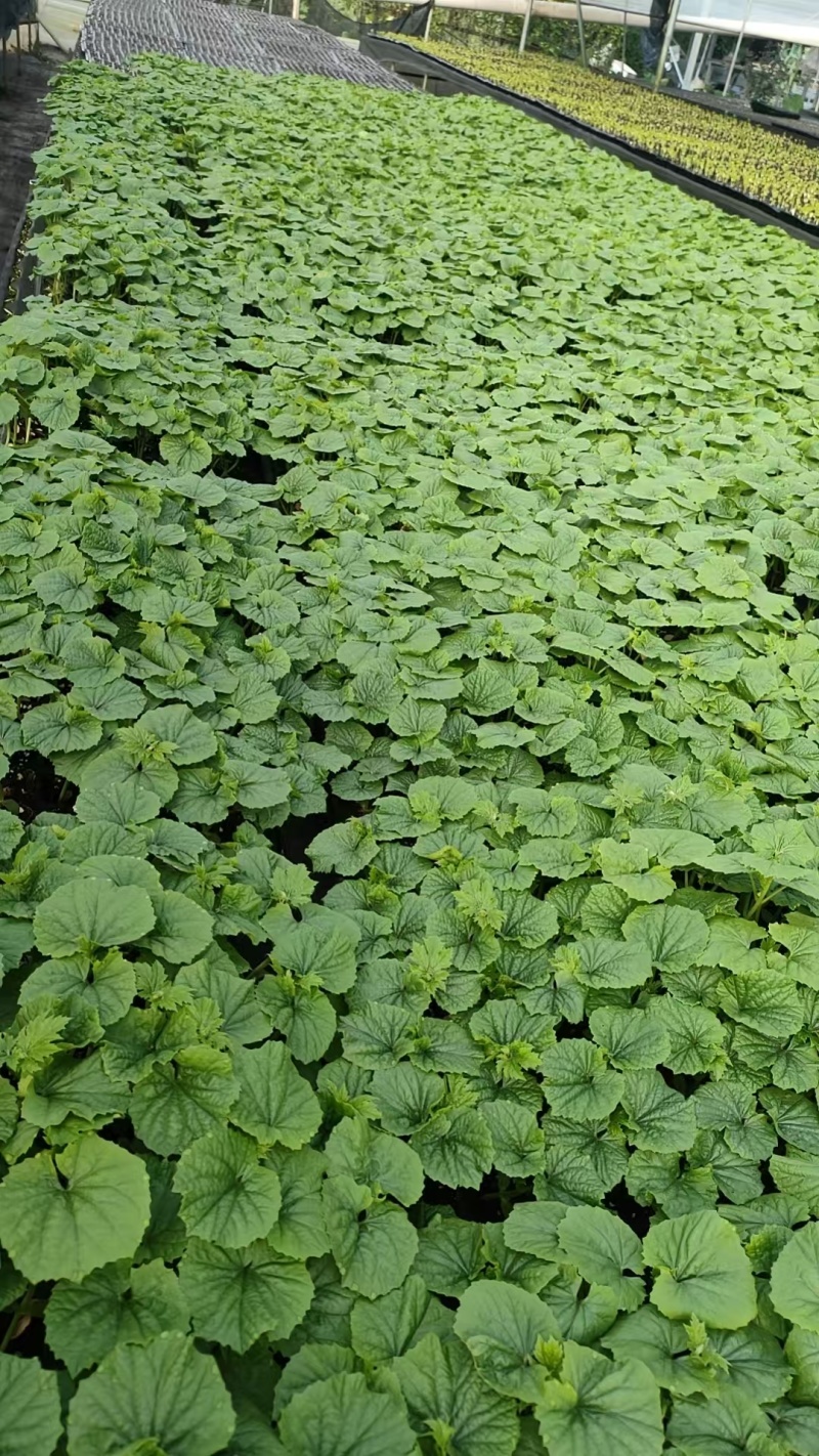 大棚601苦瓜《早熟，瓜多，抗性好》