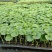 大棚601苦瓜《早熟，瓜多，抗性好》