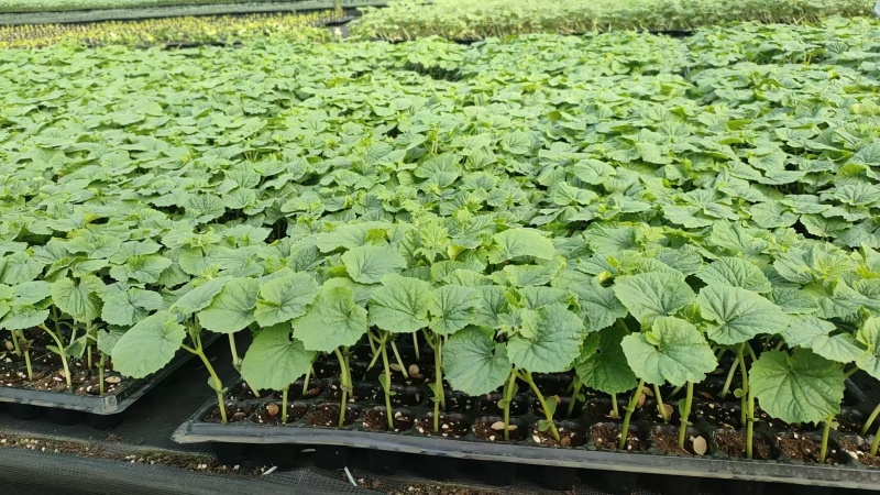 大棚601苦瓜《早熟，瓜多，抗性好》