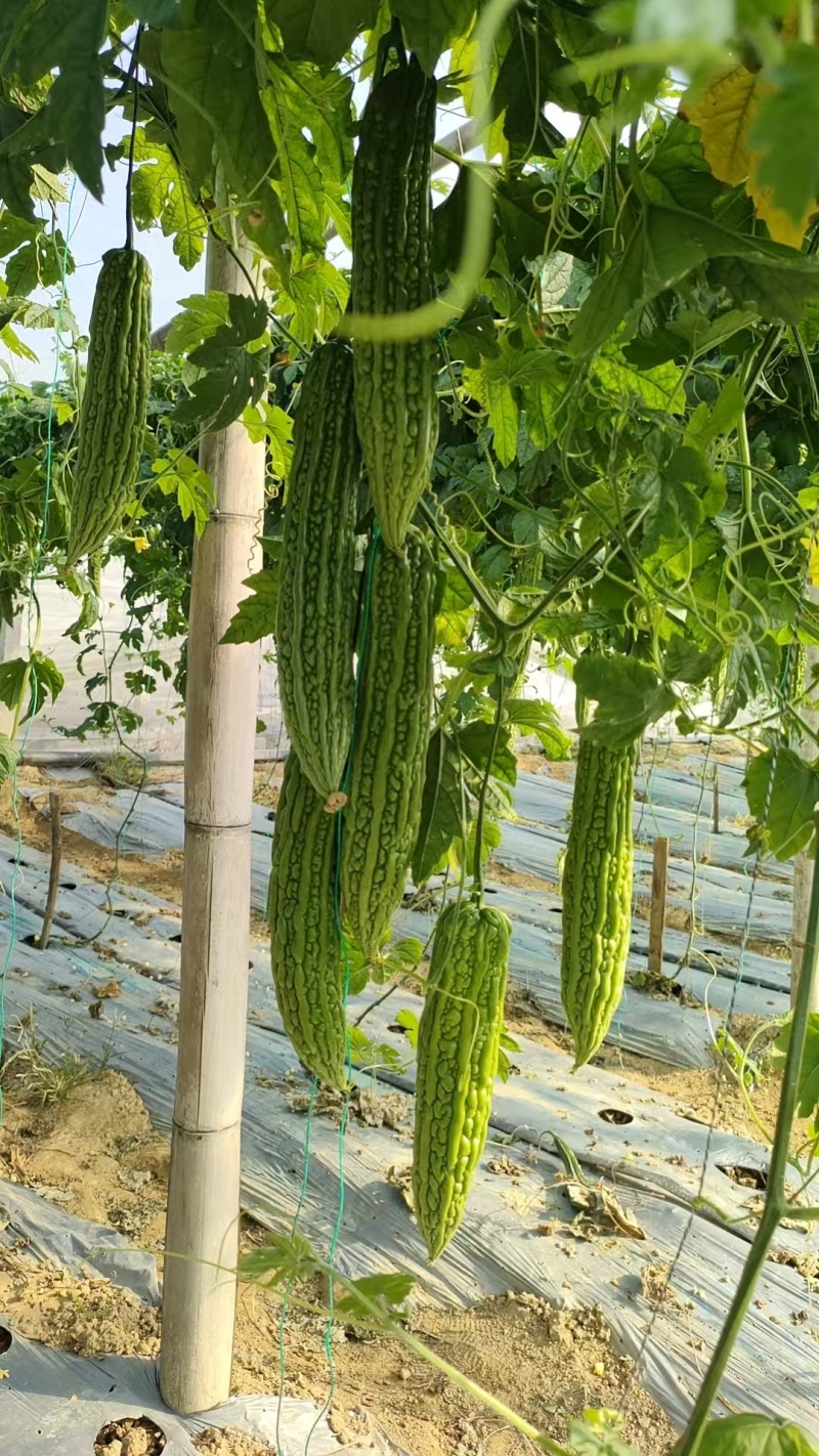 大棚601苦瓜《早熟，瓜多，抗性好》