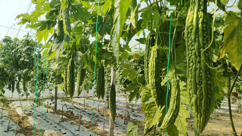 大棚601苦瓜《早熟，瓜多，抗性好》