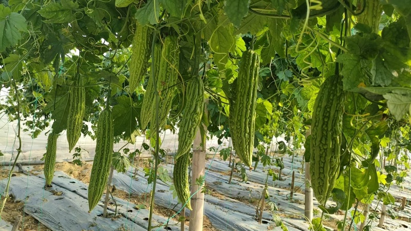 大棚601苦瓜《早熟，瓜多，抗性好》