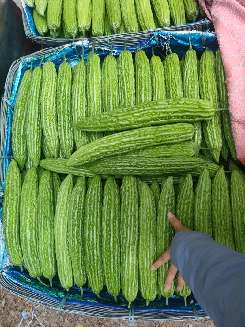大棚601苦瓜《早熟，瓜多，抗性好》