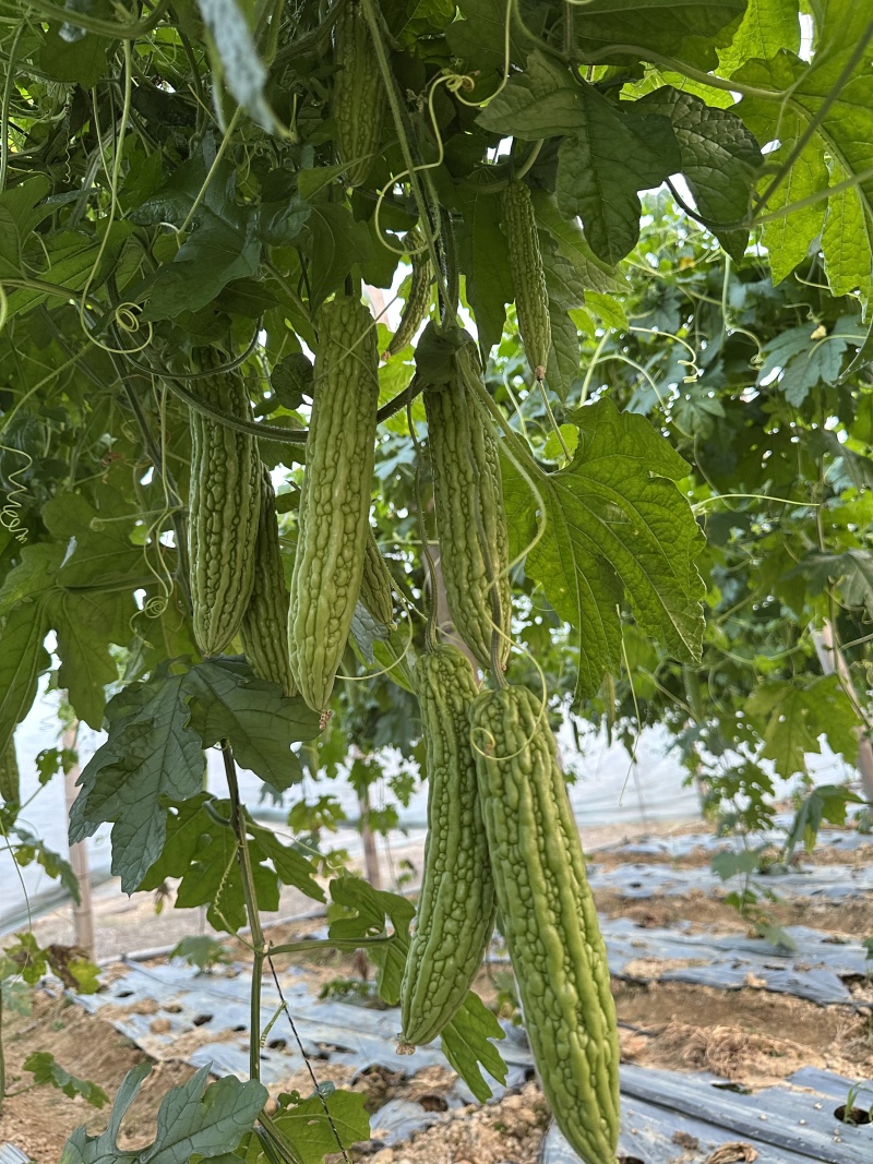 大棚601苦瓜《早熟，瓜多，抗性好》