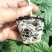 大棚601苦瓜《早熟，瓜多，抗性好》