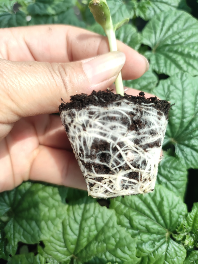 大棚601苦瓜《早熟，瓜多，抗性好》
