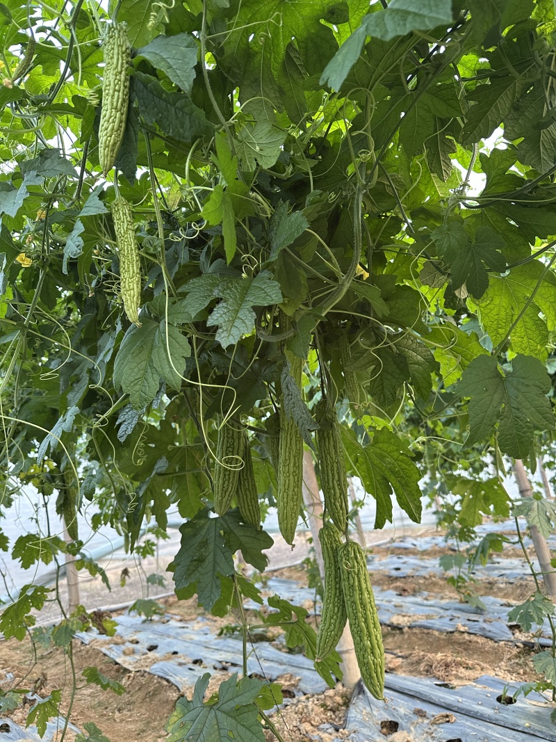 大棚601苦瓜《早熟，瓜多，抗性好》