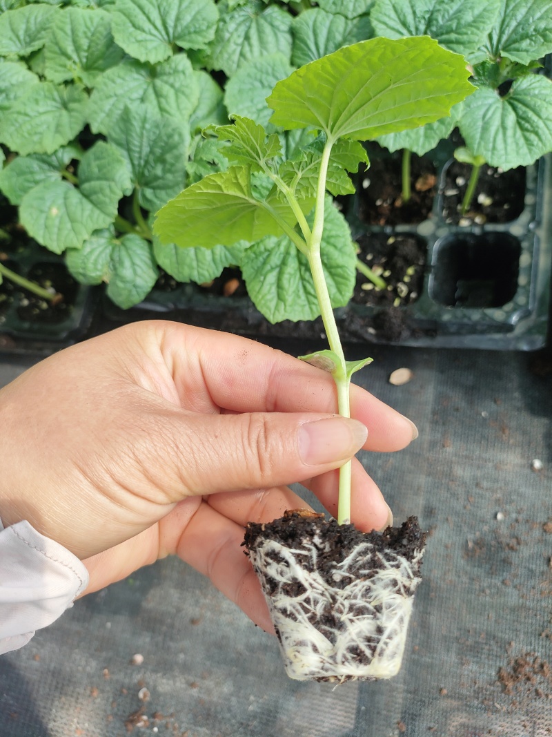 大棚601苦瓜《早熟，瓜多，抗性好》
