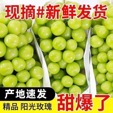 『实力』陕西礼泉县阳光玫瑰葡萄大量上市提供一条龙服务
