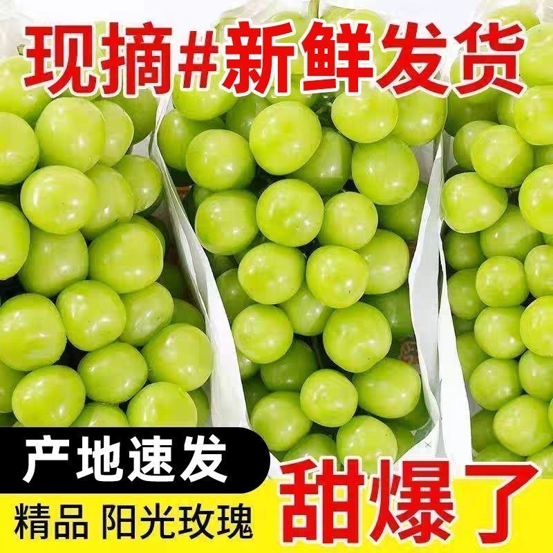 『实力』陕西礼泉县阳光玫瑰葡萄大量上市提供一条龙服务