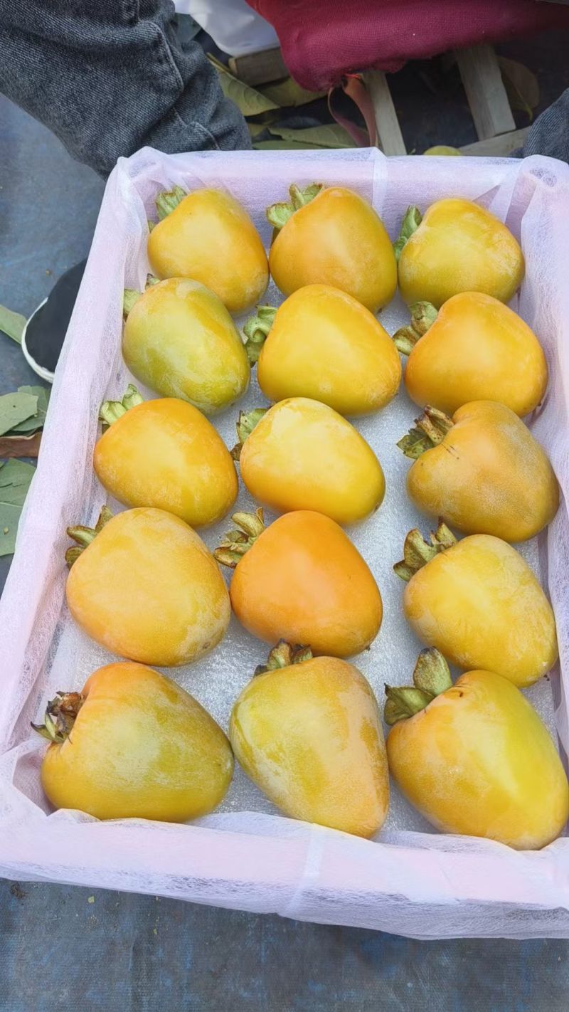 精品牛心柿子大量上市基地供应量大从优质量保证欢迎咨询