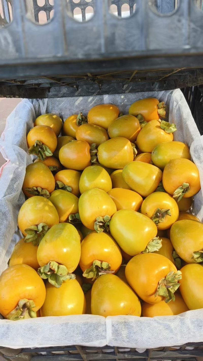 精品牛心柿子大量上市基地供应量大从优质量保证欢迎咨询