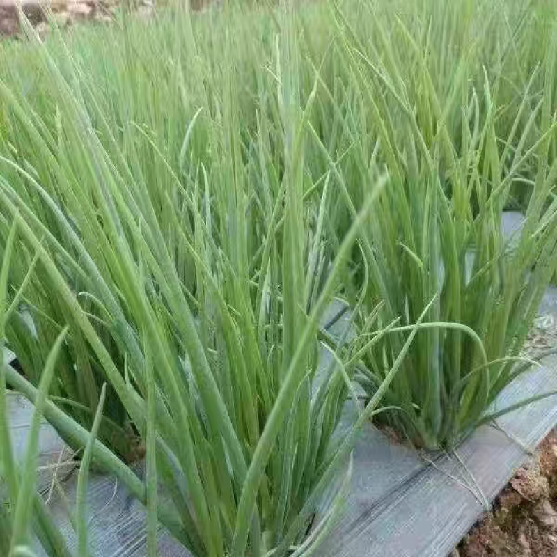 四季小葱产地一手货源保质保量欢迎订购