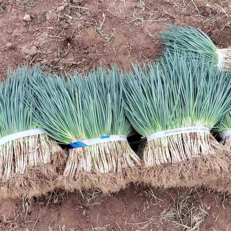 四季小葱产地一手货源保质保量欢迎订购