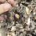 精品赤芍二代芽头