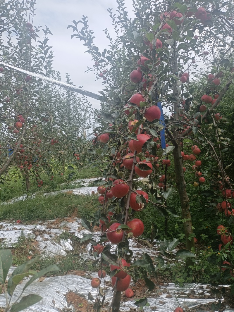 昭通红露苹果